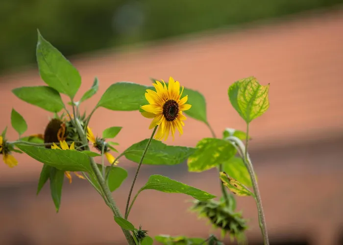 فندق Umwelt Bildungszentrum